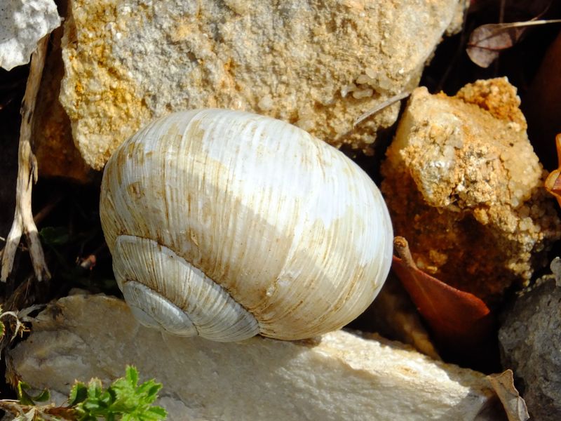 conferma id e quesito ecologico